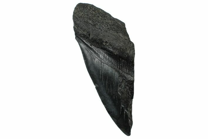 Partial Fossil Megalodon Tooth - Serrated Edge #300126